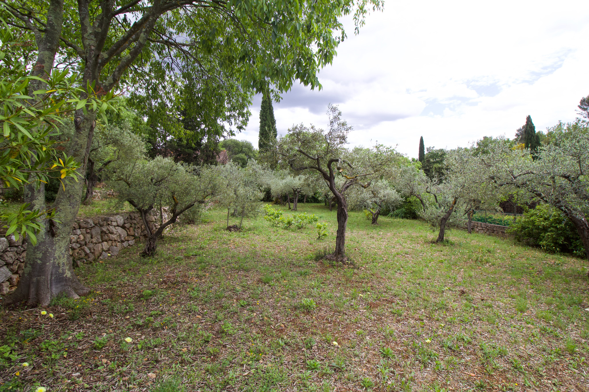 The olive tree, an iconic feature of Provence